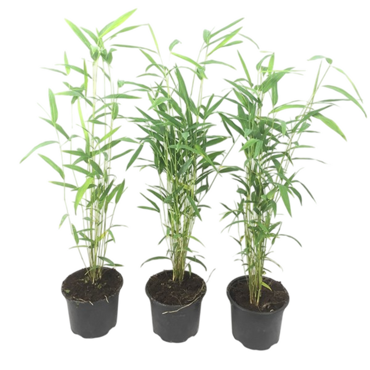 Fargesia papyrifera 'Blue Dragon' - Set van 3 - Bamboe