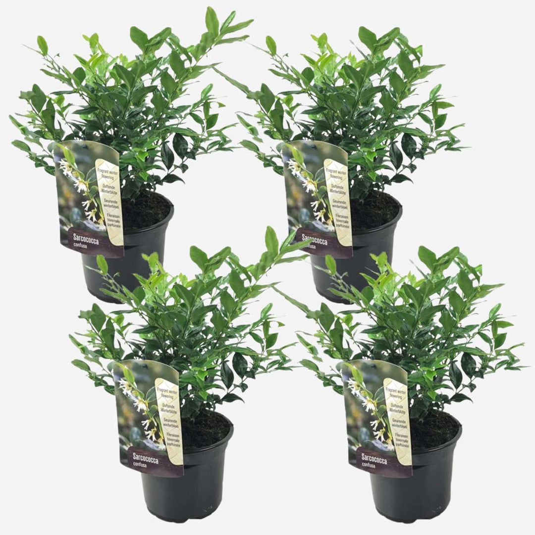 Sarcococca Confusa - Set van 4 - Vleesbes