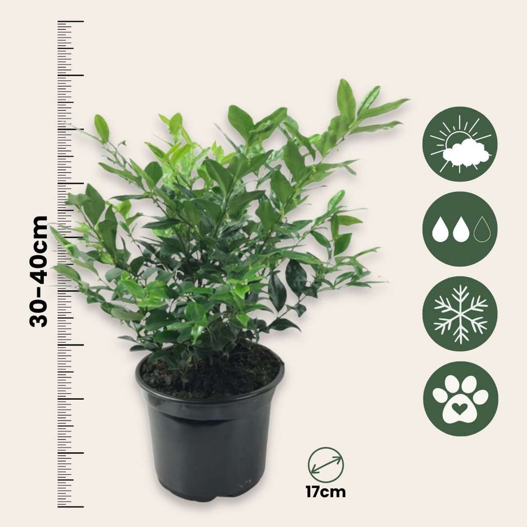 Sarcococca Confusa - Set od 2 - Slatko bobičasto voće - FloraStore