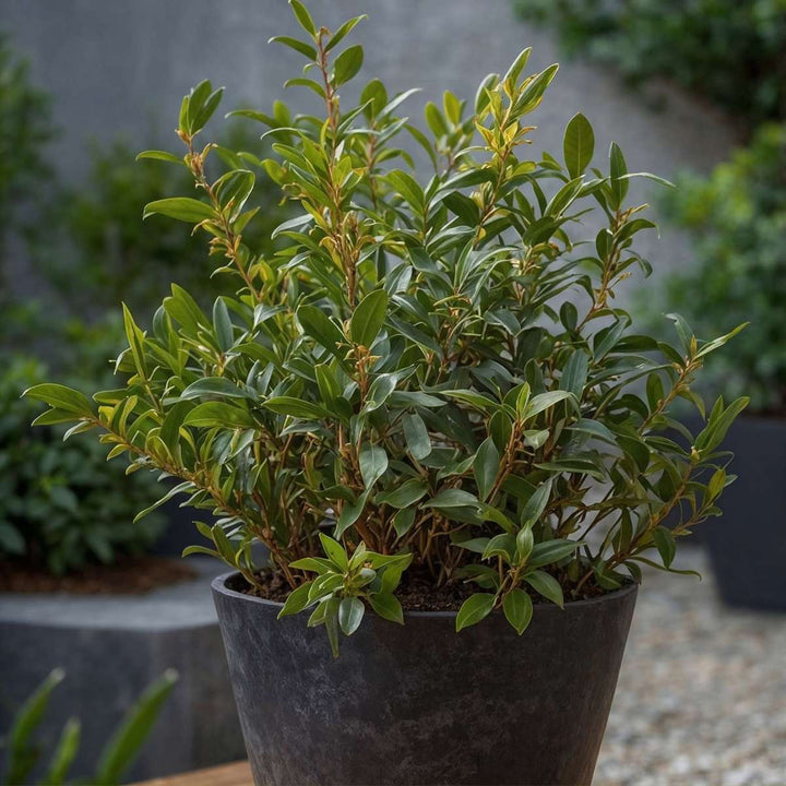 Sarcococca Confusa - Set van 4 - Vleesbes