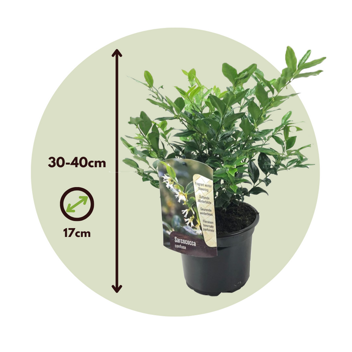 Sarcococca Confusa - Set van 4 - Vleesbes