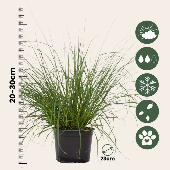 Pennisetum alopecuroides Hameln - Set of 2 - Ornamental grass