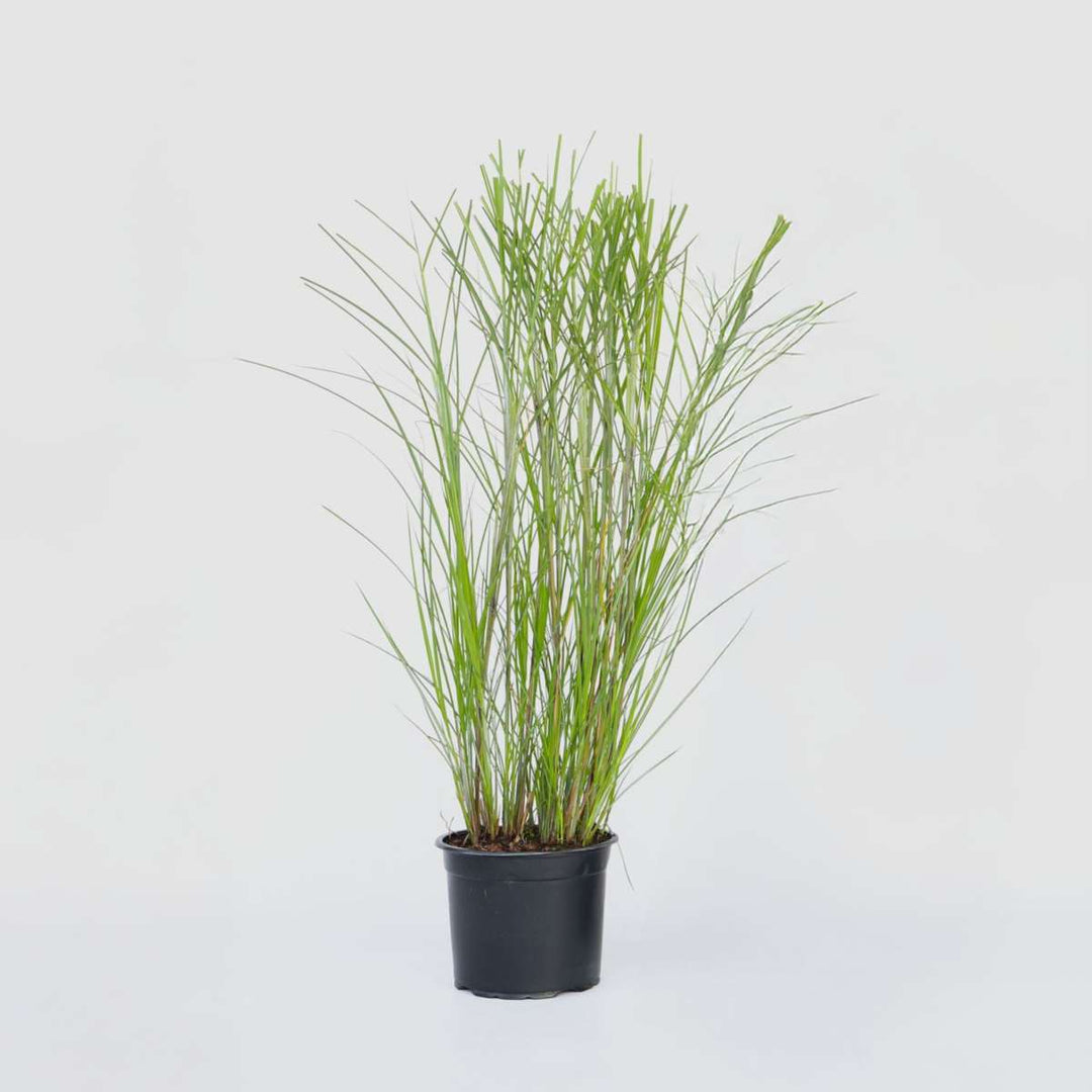 Miscanthus Gracilimus - Siergras