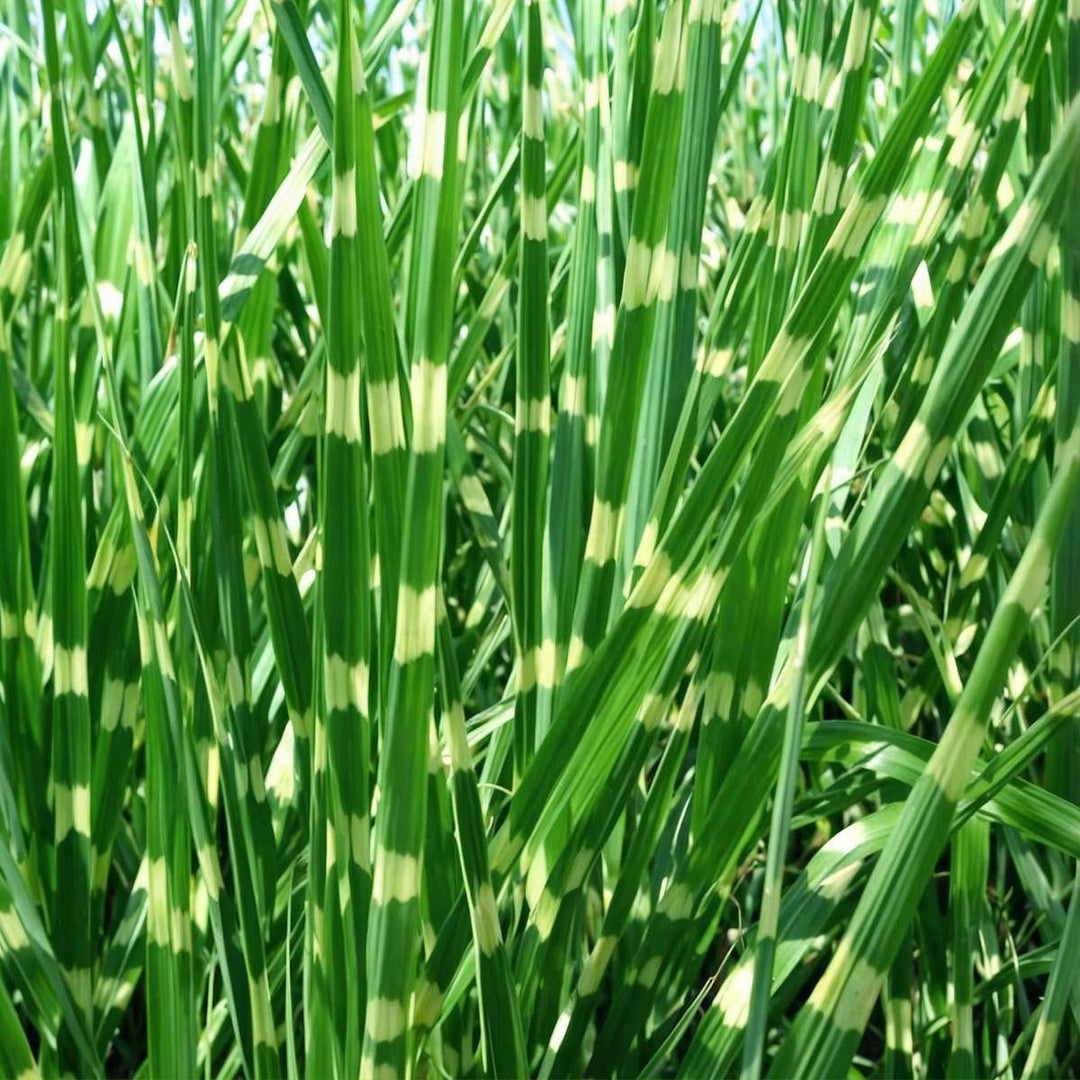 Miscanthus Zebrinus - Winterhard Siergras