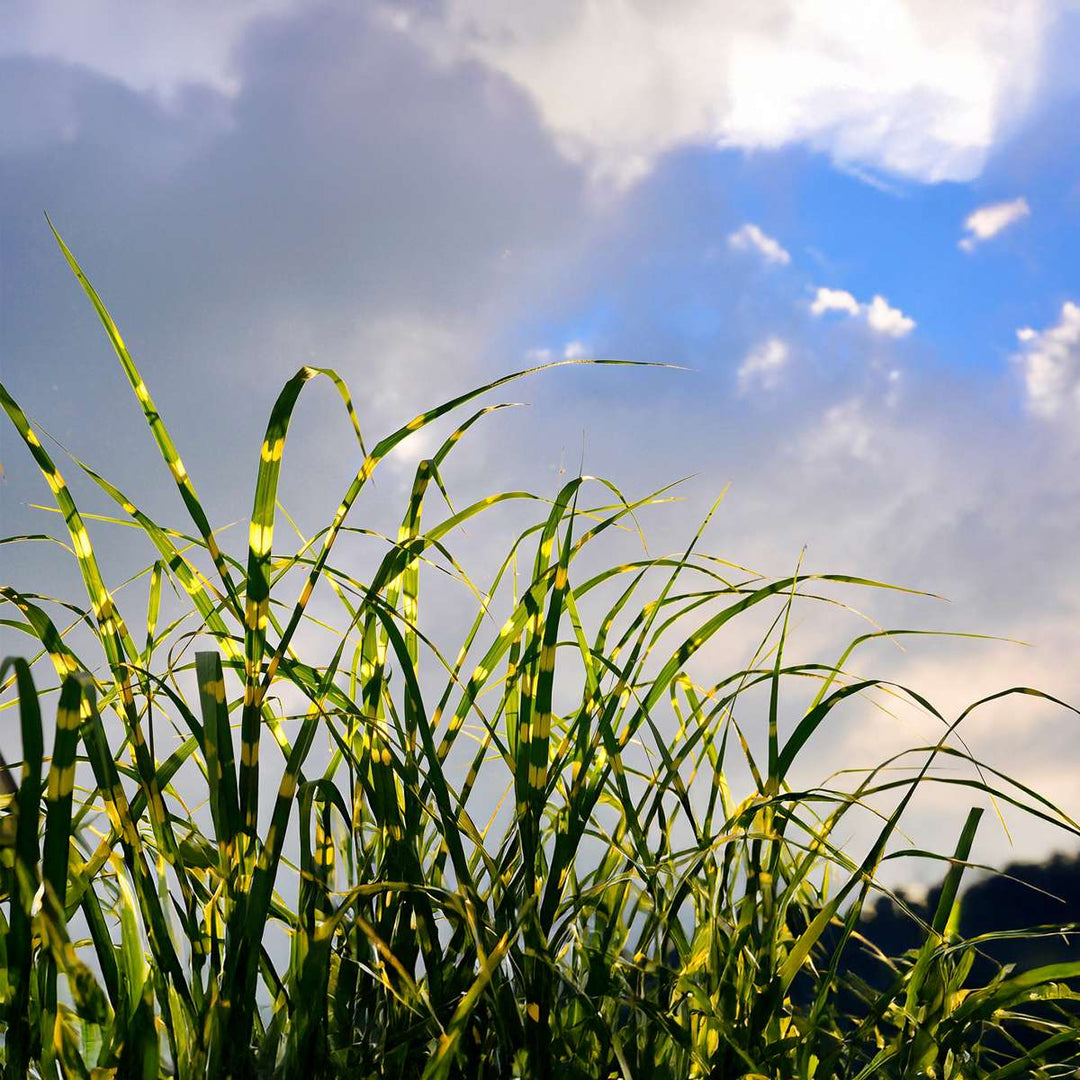 Miscanthus Zebrinus - Siergras