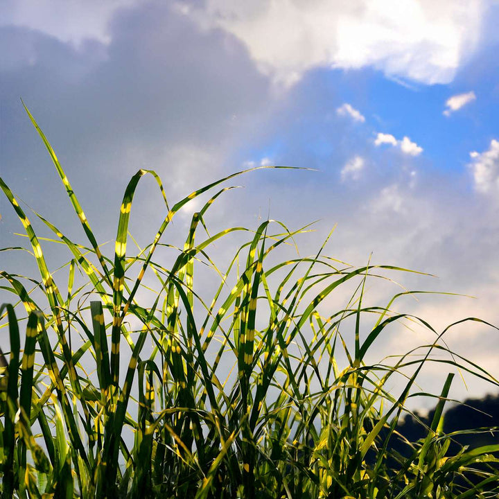Miscanthus Zebrinus - Siergras