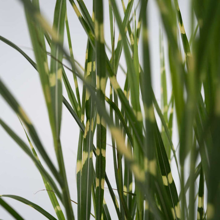 Miscanthus Zebrinus - Winterhard Siergras