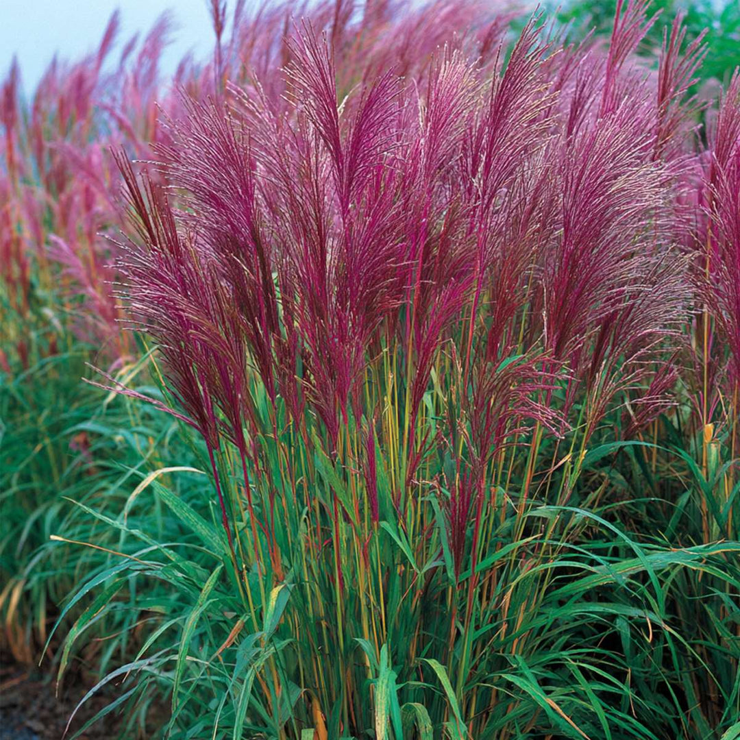 Miscanthus sinensis 'Red Chief' - okrasná tráva