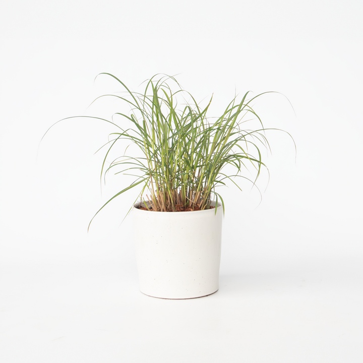 Miscanthus sinensis 'Red Chief' - okrasná tráva