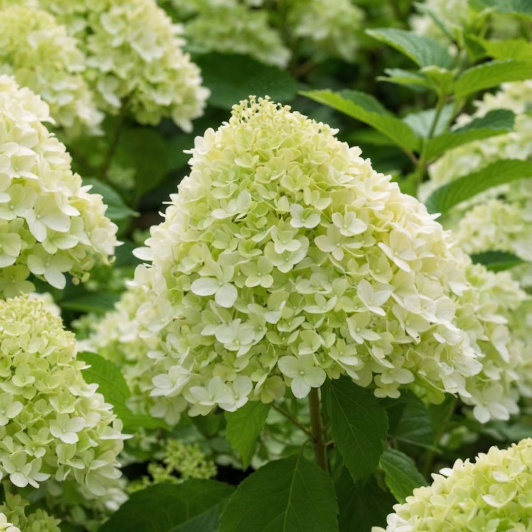 Hydrangea 'Limelight' - Hydrangea