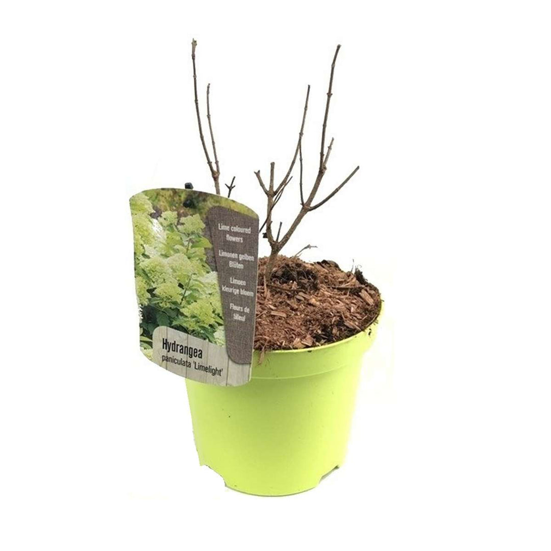 Hydrangea 'Limelight' - Hydrangea