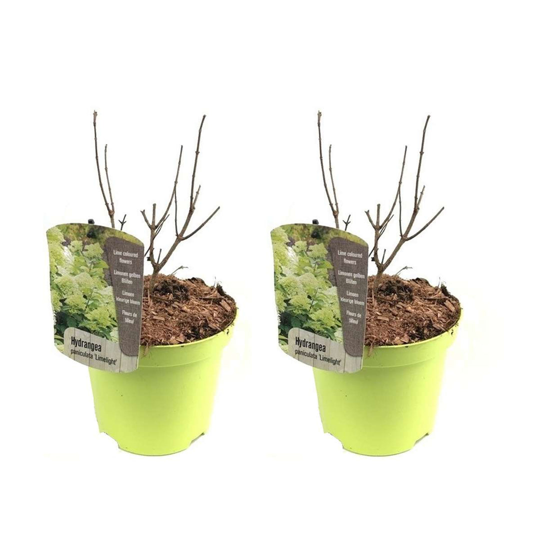 Hortenzija 'Limelight' - Set od 2 - Hortenzija