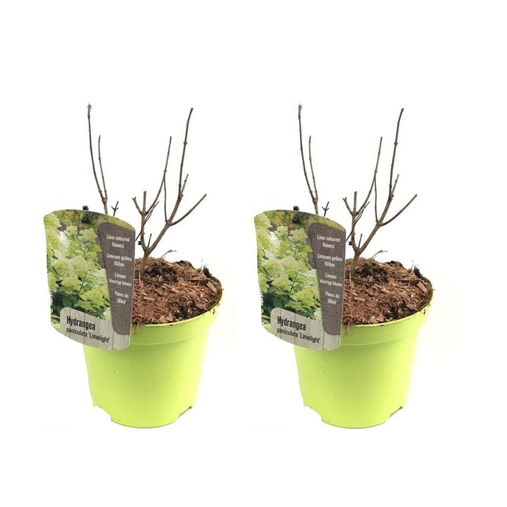 Hortenzija 'Limelight' - Set od 2 - Hortenzija