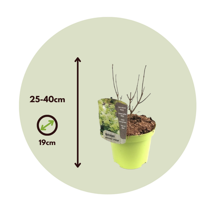 Hortenzija 'Limelight' - Set od 2 - Hortenzija