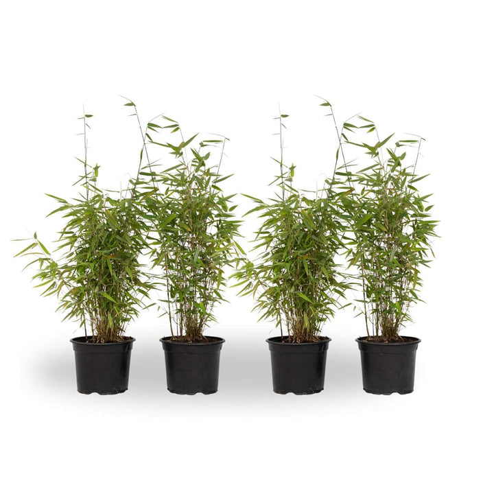 Fargesia 'Red Dragon' - Set van 4 - Rode Bamboe - FloraStore