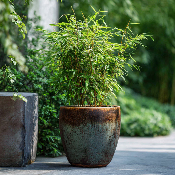 Fargesia 'Red Dragon' - Sada 6 ks - Červený bambus