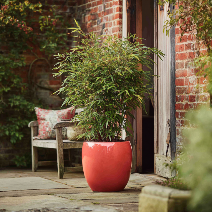 Fargesia 'Red Dragon' - Sada 6 ks - Červený bambus