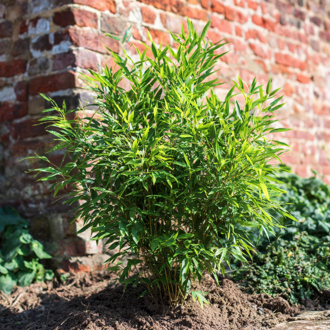 Fargesia Gansu - Set van 6 - Bamboe