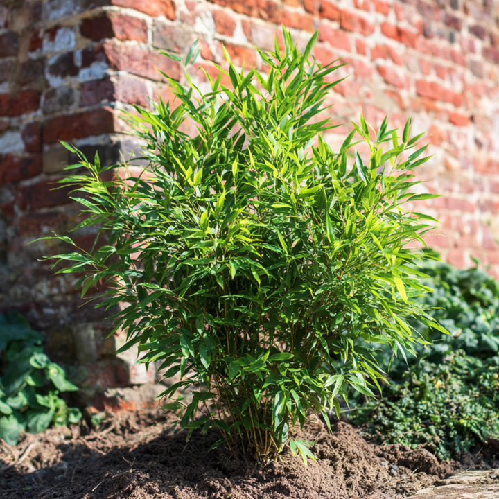 Fargesia Gansu - Set van 6 - Bamboe