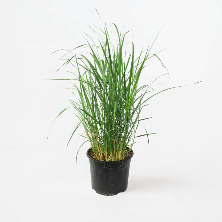 Panicum virgatum 'Heavy Metal' - Vingergras