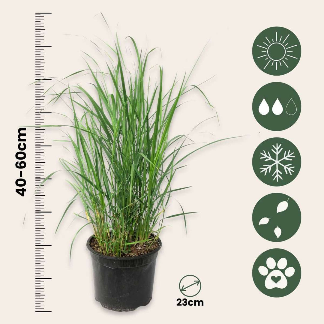 Panicum virgatum 'Heavy Metal' - prstac