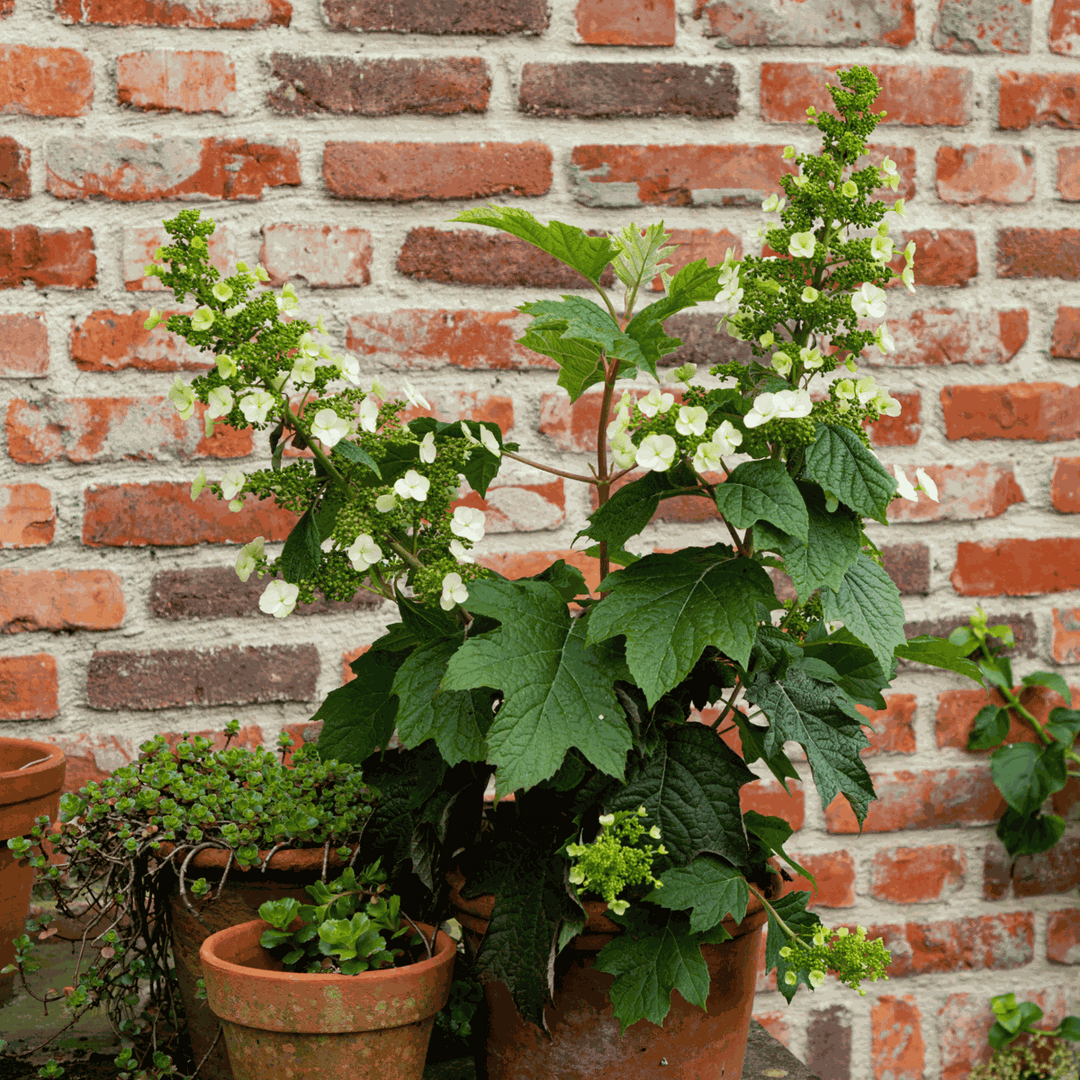 Hydrangea 'Toy Soldier' - Hortensia