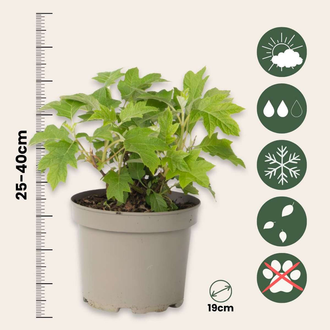 Hydrangea 'Toy Soldier' - 2 Stuks - Hortensia