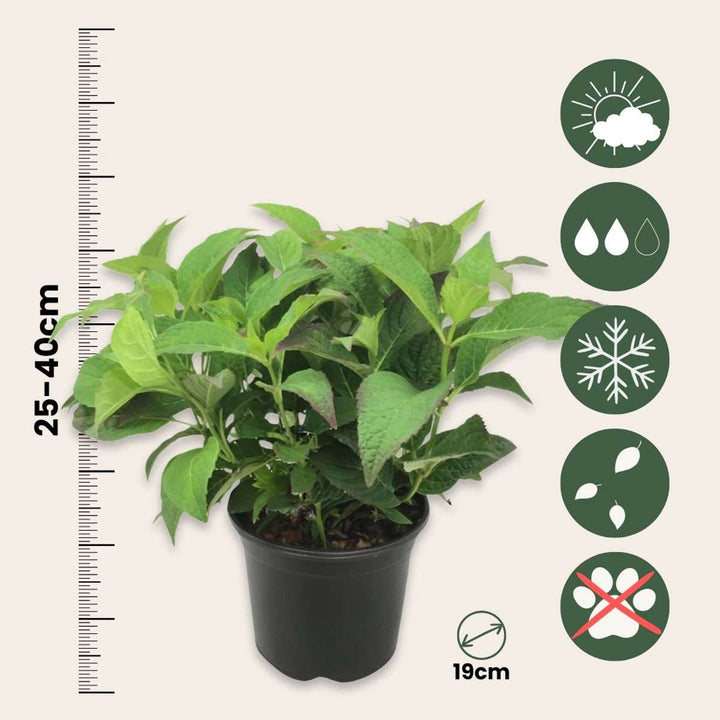 Hortenzija 'Zomerglans' - Hortensia - Blue