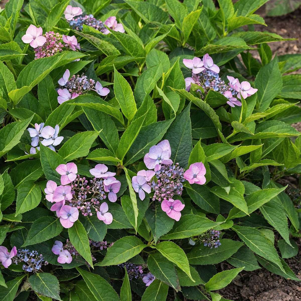 Hydrangea 'Magic Pillow' - Hydrangea – FloraStore
