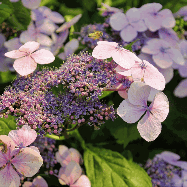 Hortensia 'Magic Pillow' - Hortensia