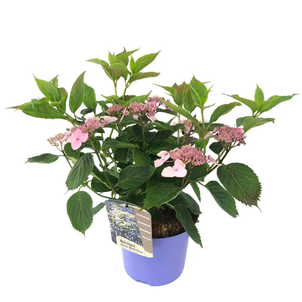 Hydrangea 'Magic Pillow' - Hydrangea – FloraStore