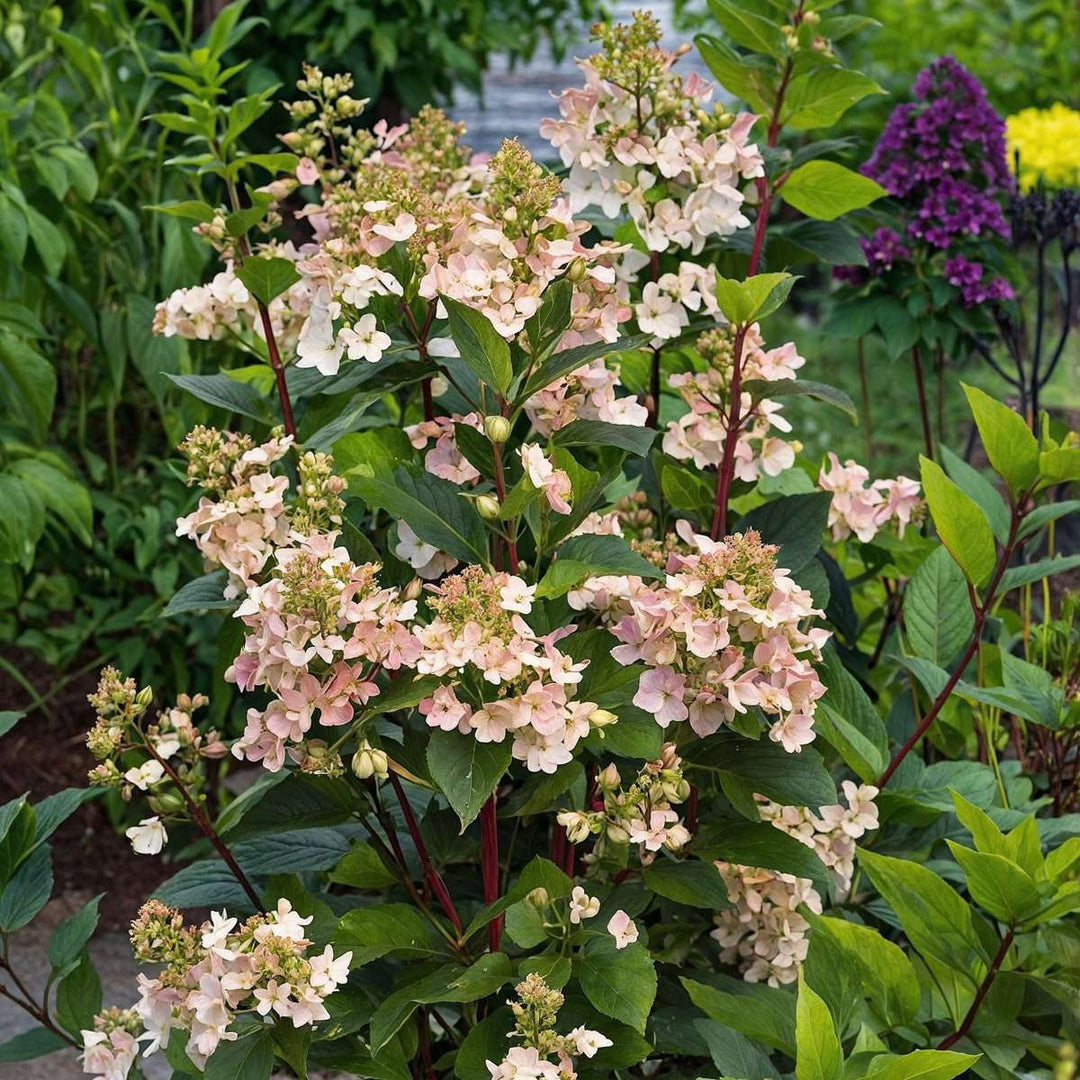 Hydrangea paniculata Early Harry - Set van 2 - Hortensia