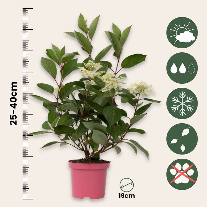 Hydrangea Early Harry - Panicle Hydrangea