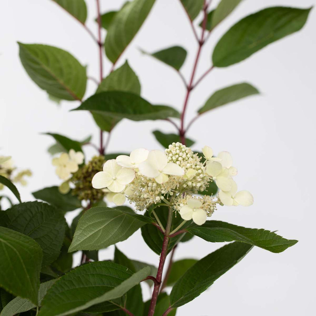 Hydrangea paniculata Early Harry - Set van 2 - Hortensia