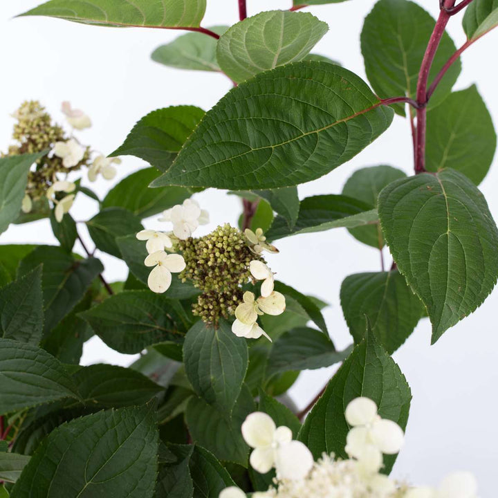 Hydrangea paniculata Early Harry - Set van 2 - Hortensia