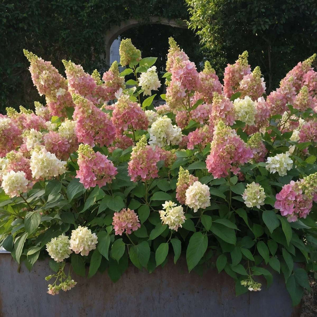 Hydrangea paniculata 'Candlelight' - Hortensia