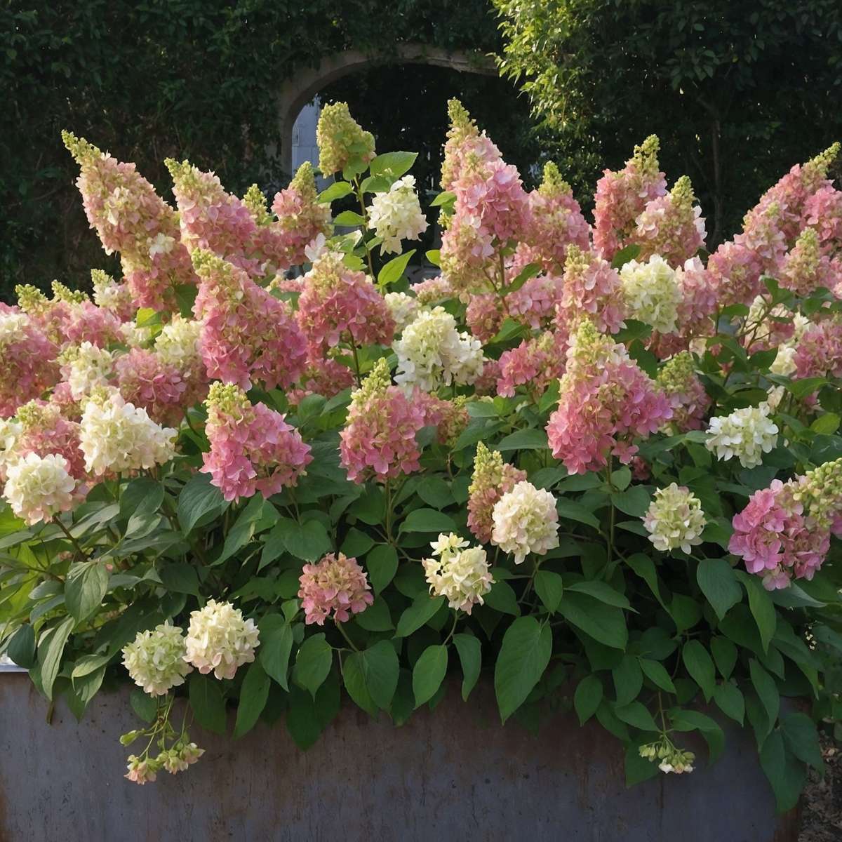 Hydrangea 'Candlelight' - 2 pieces - Hydrangea – FloraStore Hydrangea 'Candlelight' - 2 pieces - Hydrangea – FloraStore