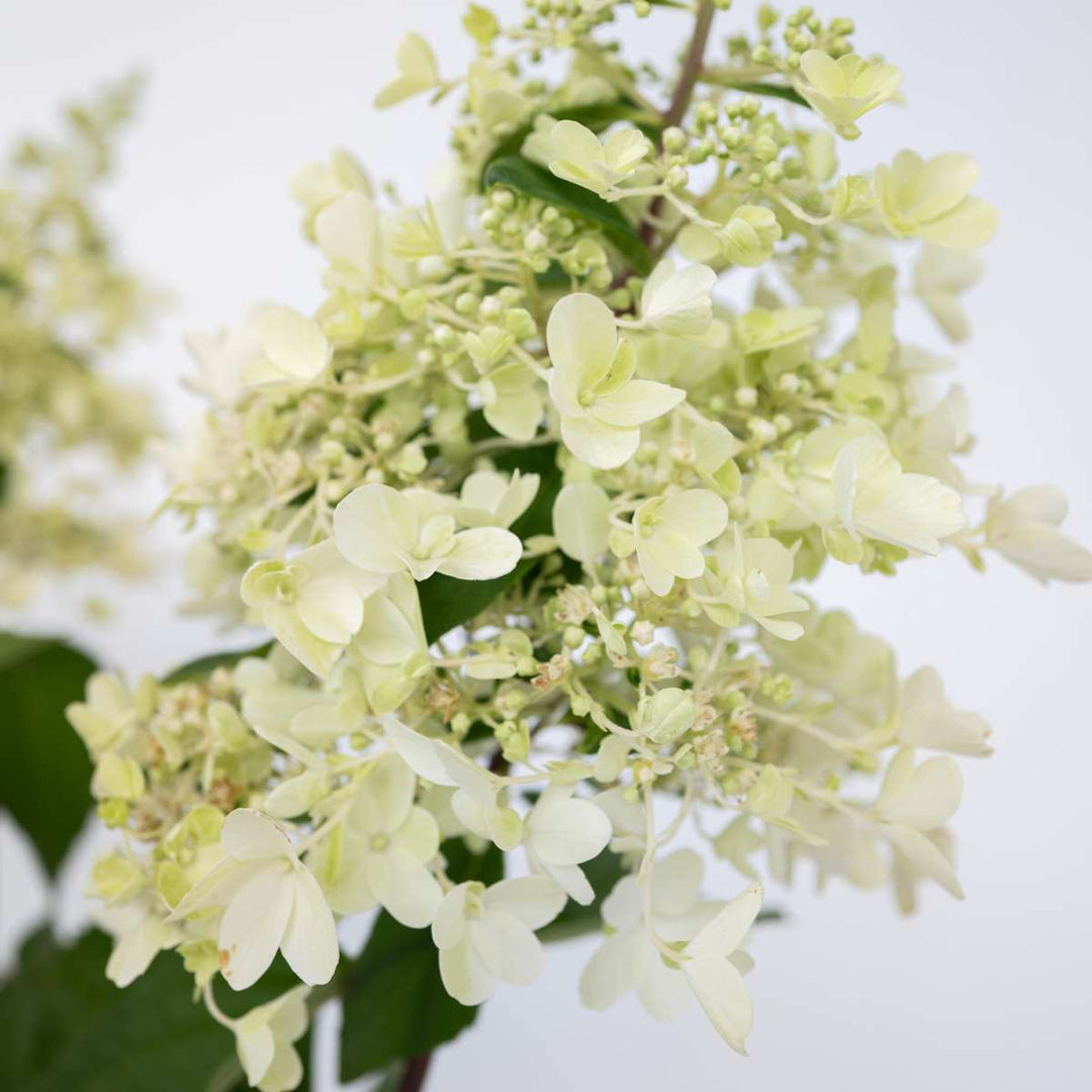 Hydrangea paniculata 'Candlelight' - Hortensia