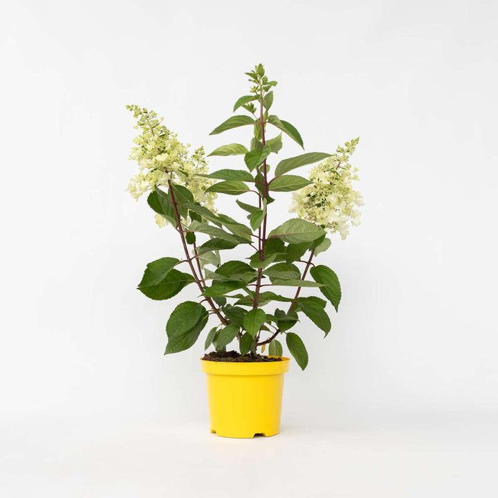 Hydrangea paniculata 'Candlelight' - Hortensia