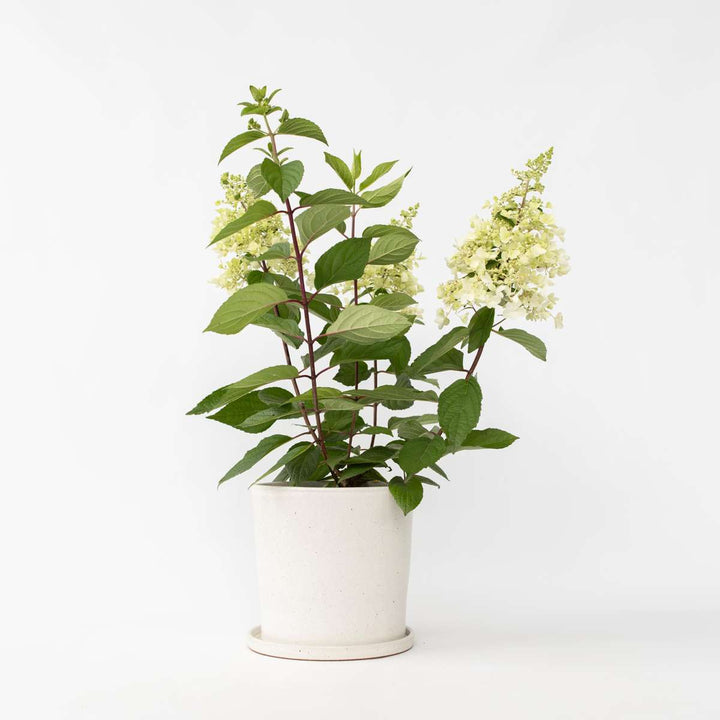 Hydrangea paniculata 'Candlelight' - Hortensia