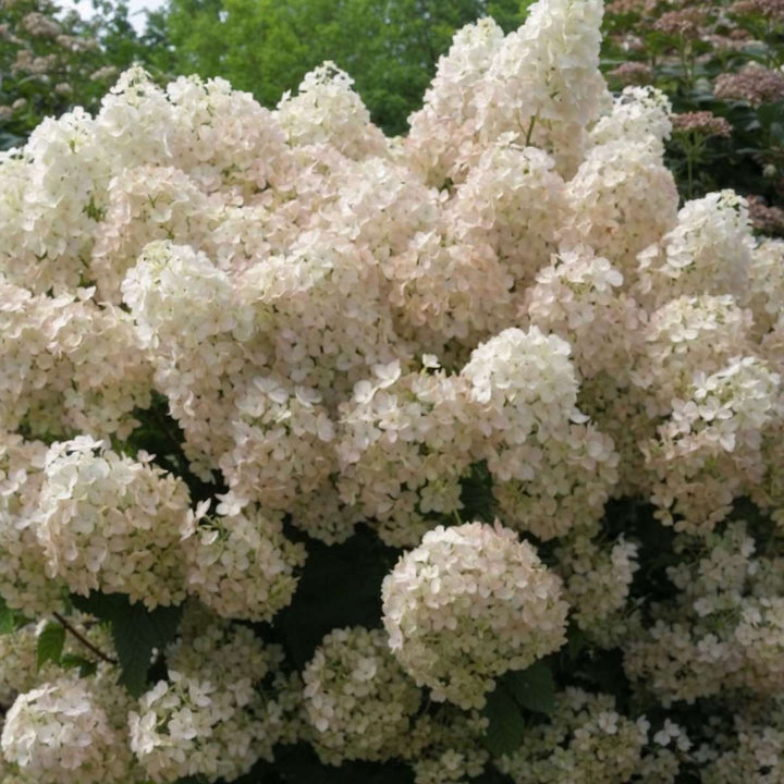 Hydrangea paniculata 'Bobo' - Pluimhortensia