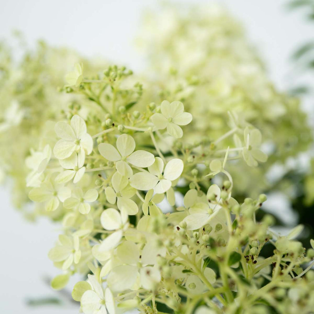 Hydrangea paniculata 'Bobo' - Pluimhortensia