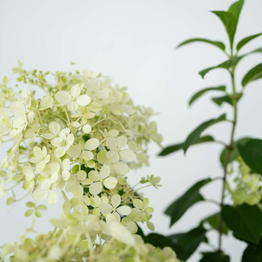 Hydrangea 'Bobo' - Set van 2 - Pluimhortensia