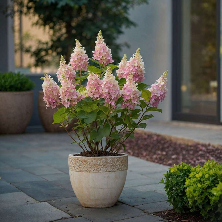 Hydrangea 'Pinky Winky' - Pluimhortensia