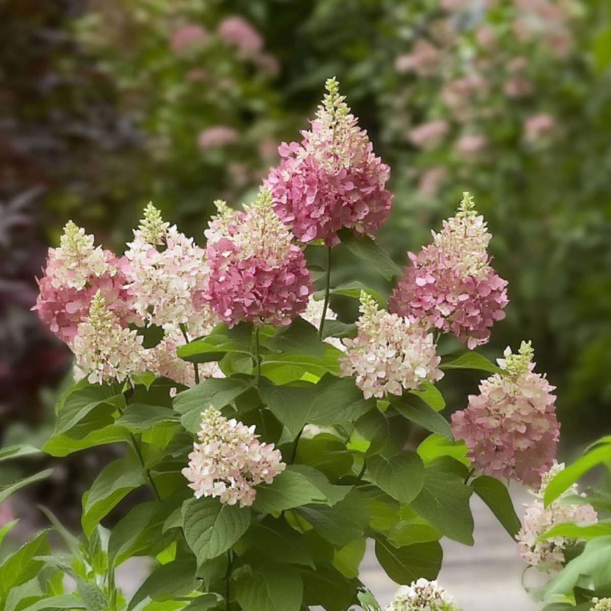 Hydrangea 'Pinky Winky' - Panicle Hydrangea – FloraStore