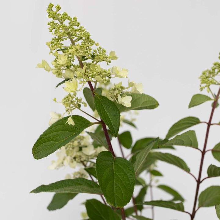 Hydrangea 'Pinky Winky' - Pluimhortensia