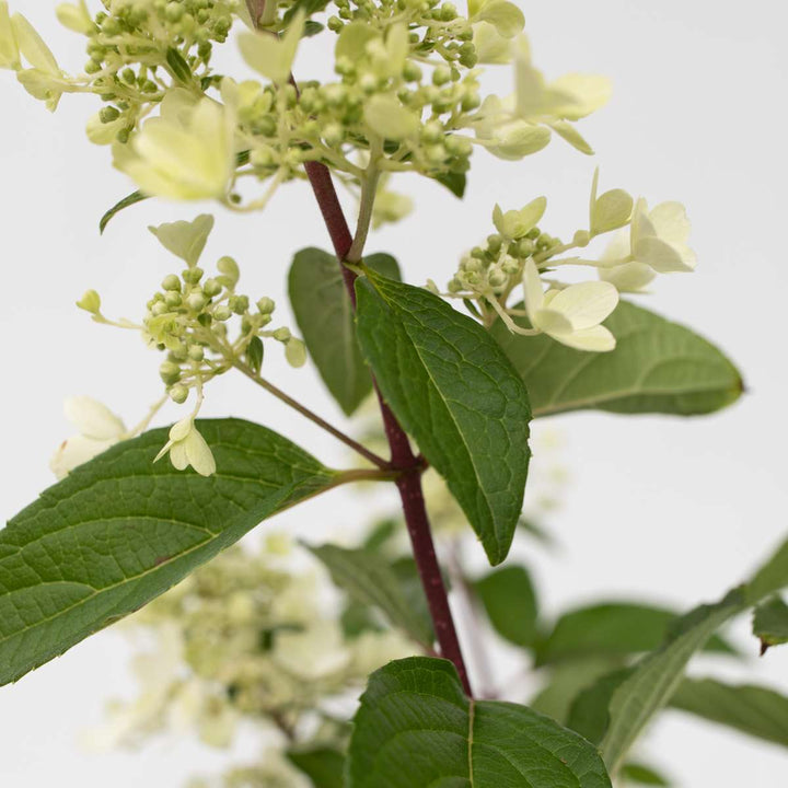 Hydrangea 'Pinky Winky' - Set van 2 - Pluimhortensia