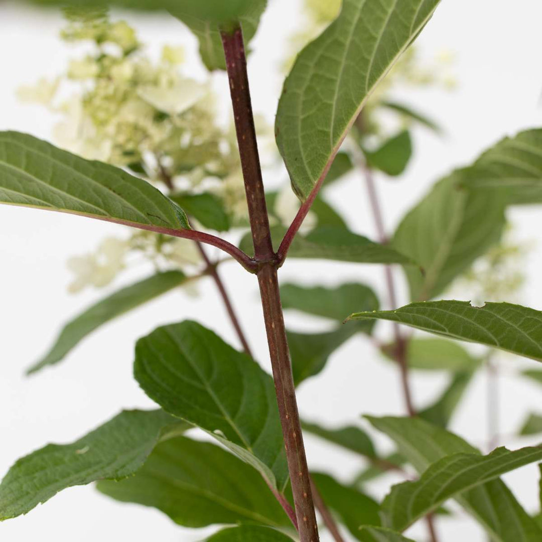 Hydrangea 'Pinky Winky' - Set van 2 - Pluimhortensia