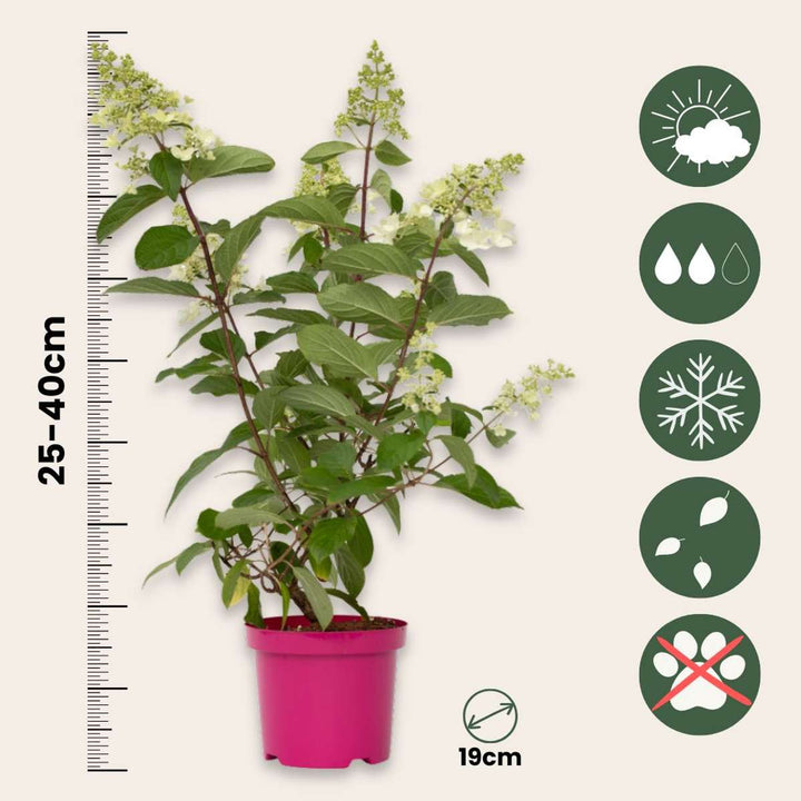 Hortenzie 'Pinky Winky' - Sada 4 ks - Plume Hydrangea - FloraStore