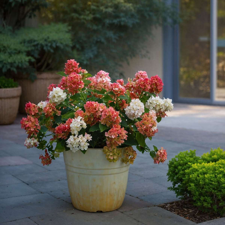 Hydrangea paniculata Wim's Red - Set van 2 - Hortensia